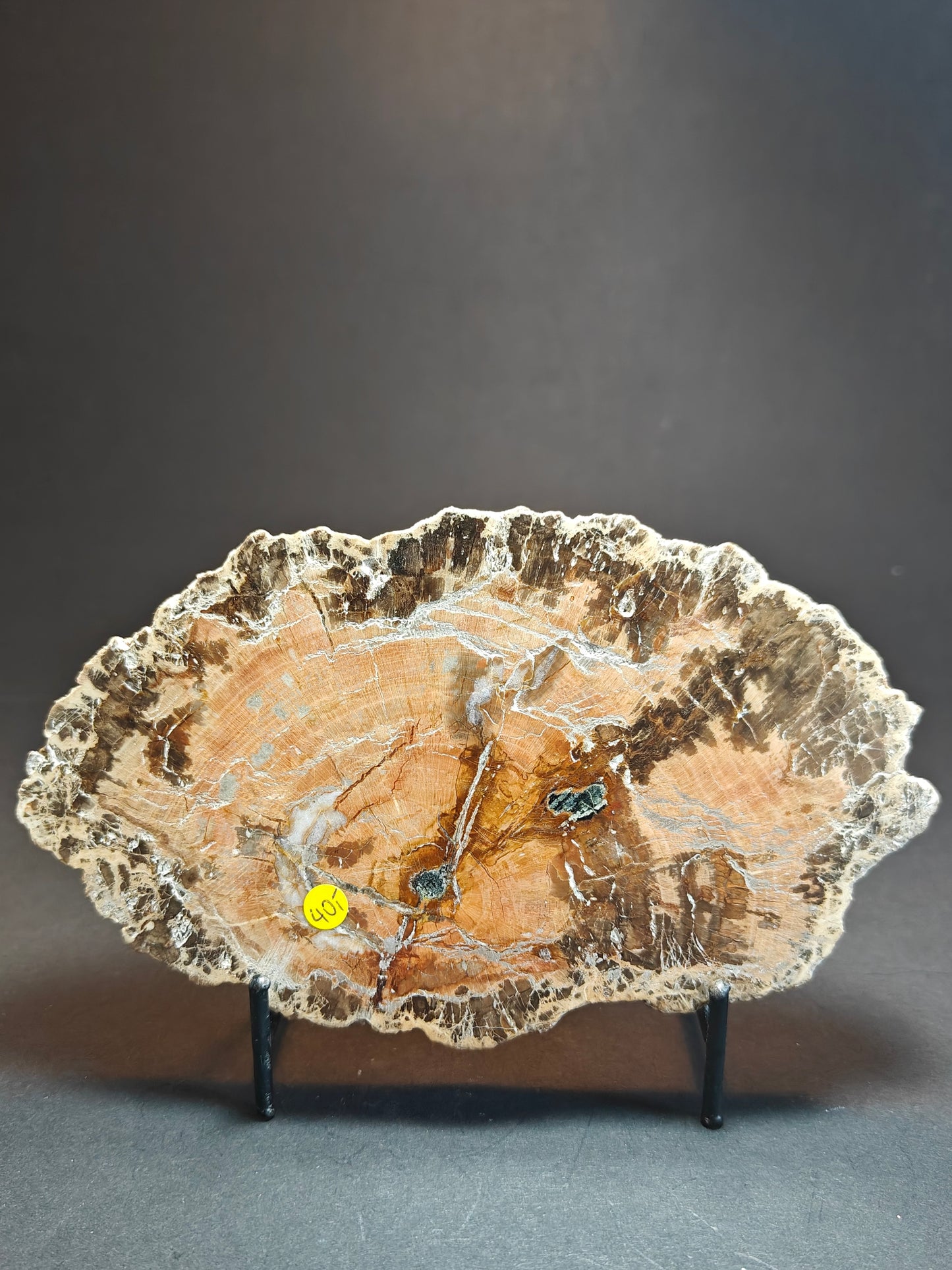 Petrified Wood from Madagascar – 550 Grams