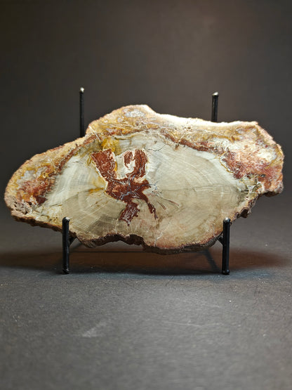 Versteend hout uit Madagaskar – 290 gram