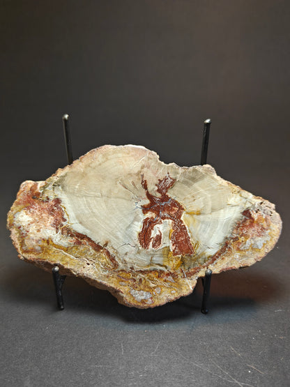 Versteend hout uit Madagaskar – 290 gram
