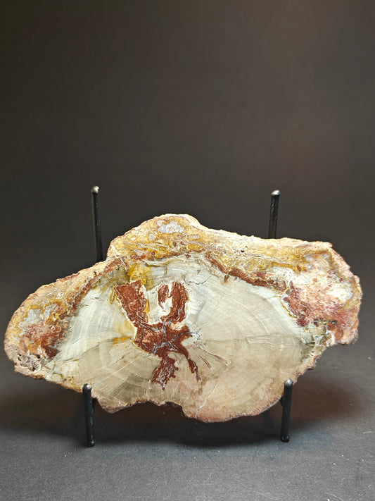 Versteend hout uit Madagaskar – 290 gram