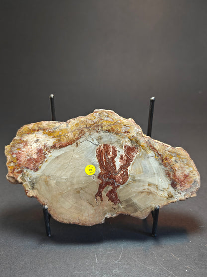 Versteend hout uit Madagaskar – 290 gram