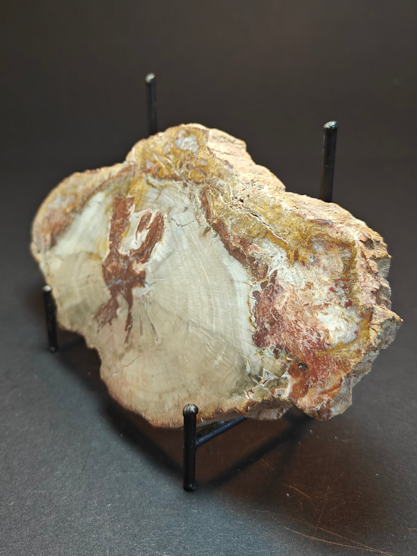 Versteend hout uit Madagaskar – 290 gram