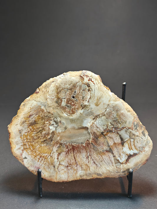 Versteend hout uit Madagaskar – 303 gram