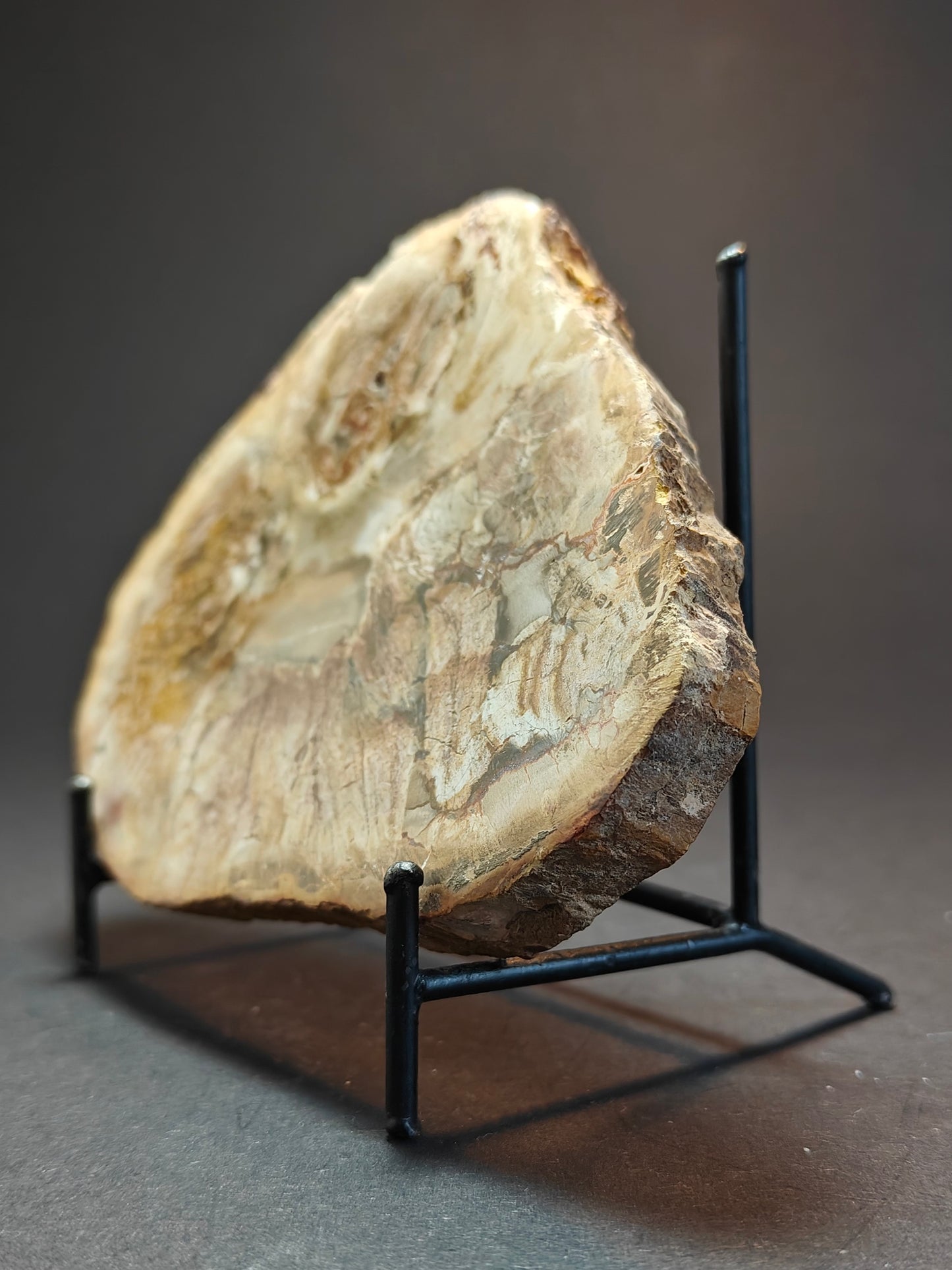 Petrified Wood from Madagascar – 303 Grams