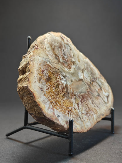 Petrified Wood from Madagascar – 303 Grams