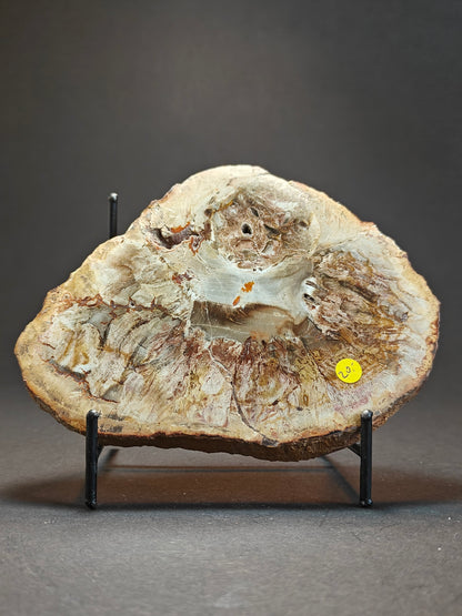 Petrified Wood from Madagascar – 303 Grams