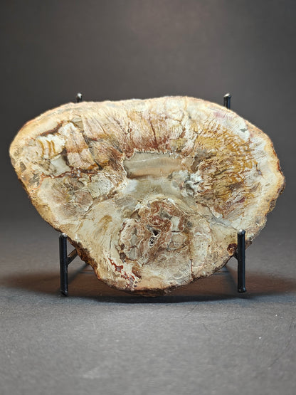 Petrified Wood from Madagascar – 303 Grams