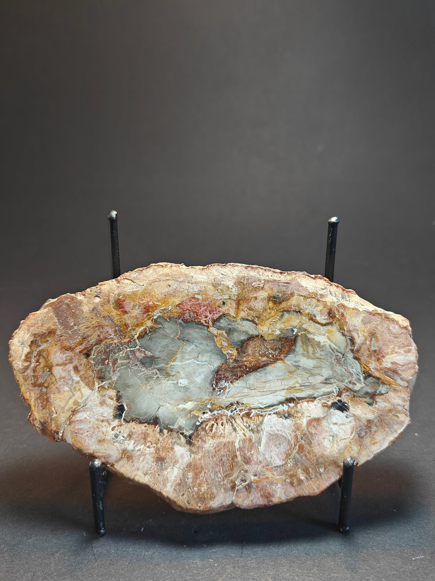 Petrified Wood from Madagascar – 310 Grams
