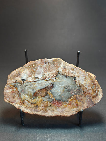 Petrified Wood from Madagascar – 310 Grams