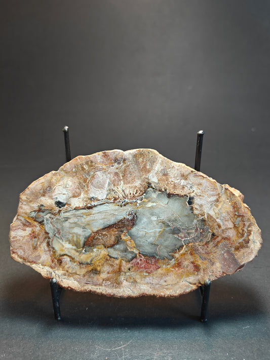 Versteend hout uit Madagaskar – 310 gram