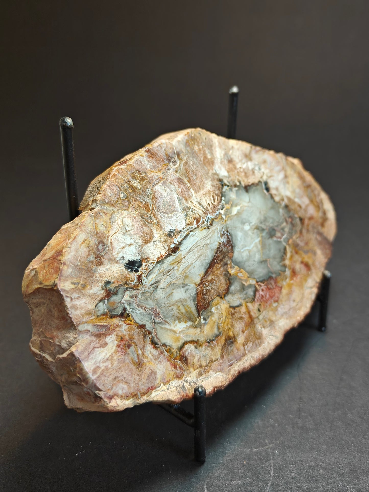 Petrified Wood from Madagascar – 310 Grams