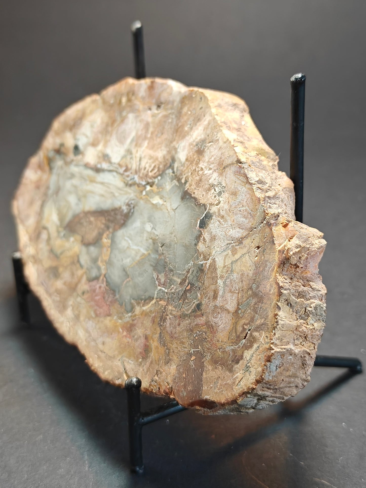 Petrified Wood from Madagascar – 310 Grams