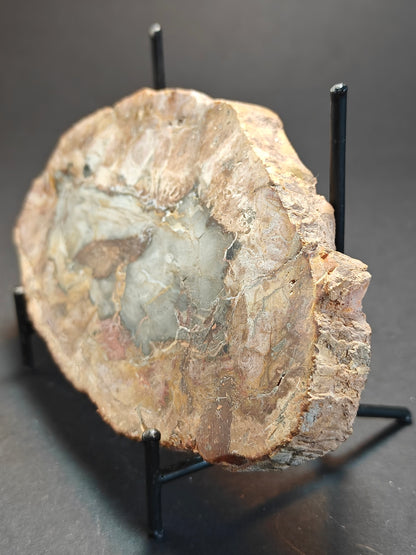 Petrified Wood from Madagascar – 310 Grams