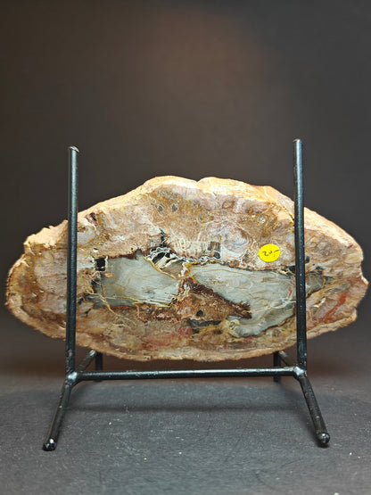 Petrified Wood from Madagascar – 310 Grams