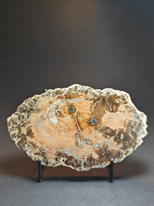 Versteend hout uit Madagaskar – 550 gram