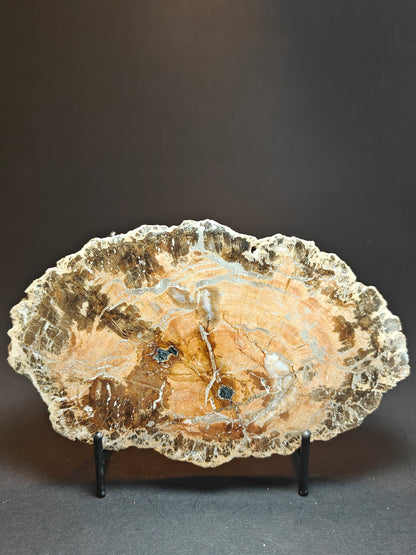Versteend hout uit Madagaskar – 550 gram