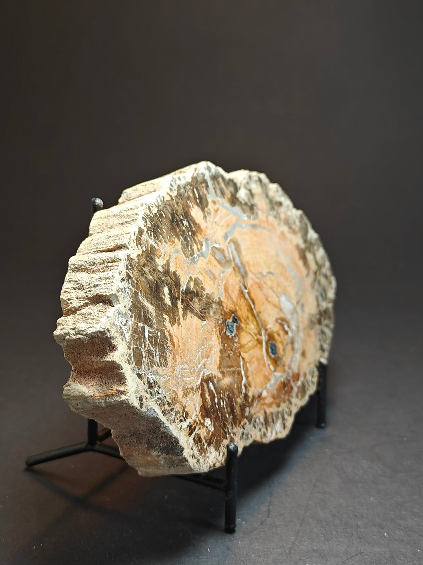 Versteend hout uit Madagaskar – 550 gram