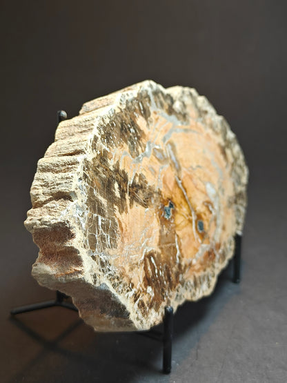 Versteend hout uit Madagaskar – 550 gram