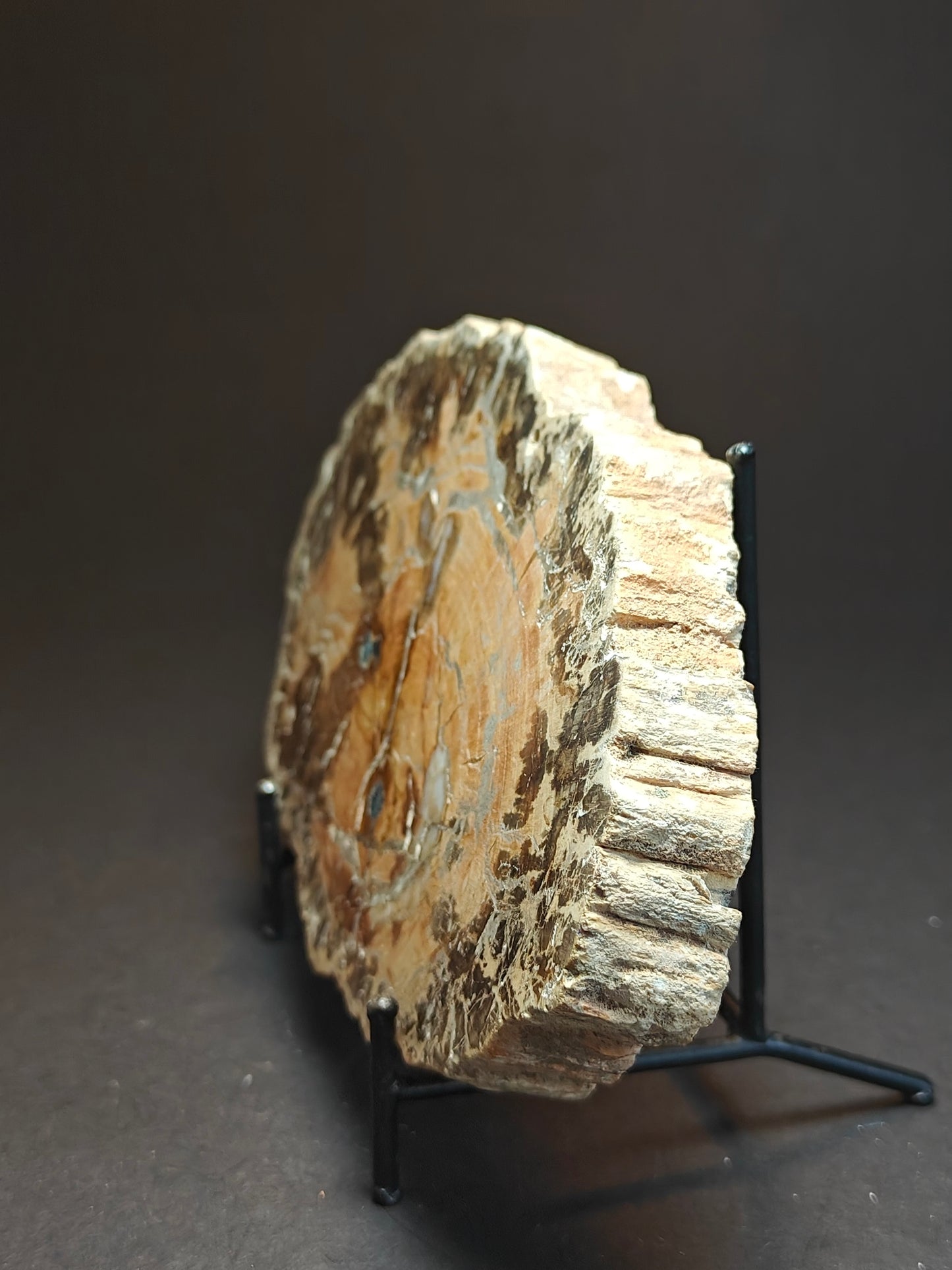 Versteend hout uit Madagaskar – 550 gram