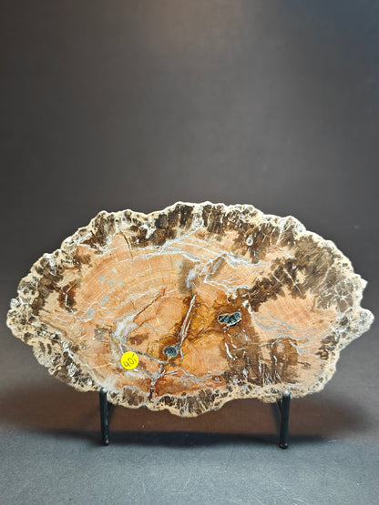 Versteend hout uit Madagaskar – 550 gram